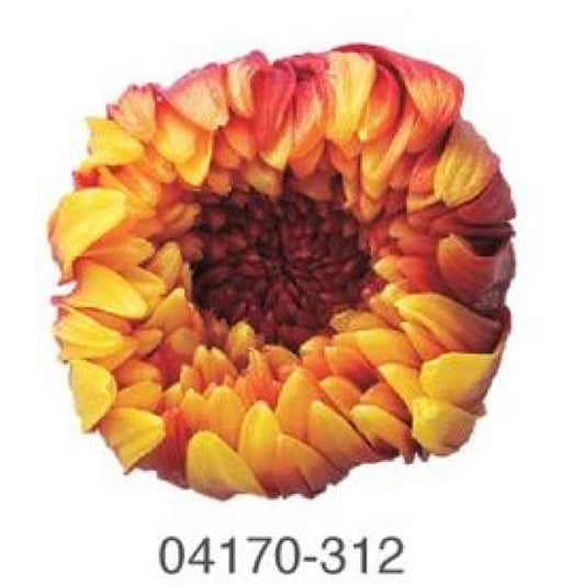 EarthMatters 0417-0-312菊花永生花花材