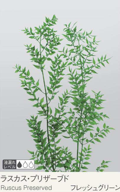 EarthMatters 03560-731假葉樹 永生葉材