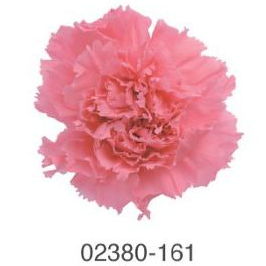 EarthMatters 0238-0-161康乃馨永生花花材