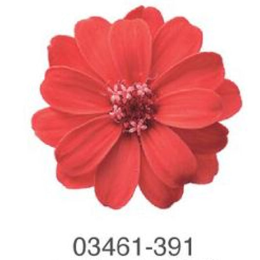 EarthMatters 0346-1-391百日菊永生花花材