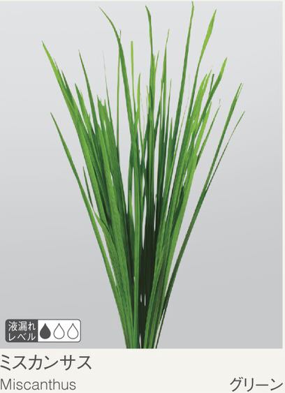 EarthMatters 03920-700春蘭葉永生葉材