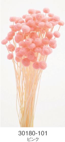 EarthMatters 30180-101 迷你鈕扣菊永生花材