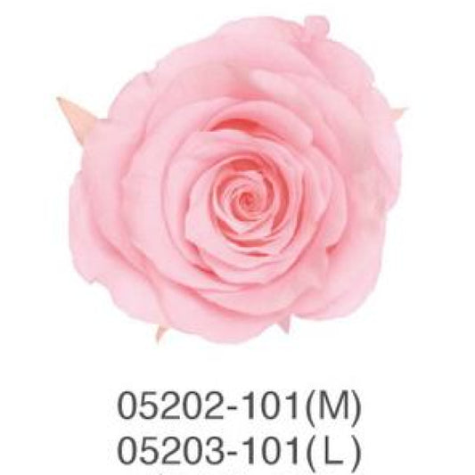 EarthMatters 0520-3-101玫瑰永生花花材