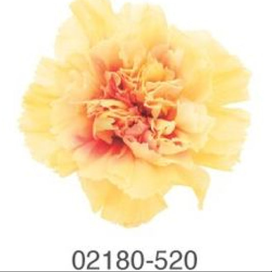 EarthMatters 0218-0-520康乃馨花永生花花材