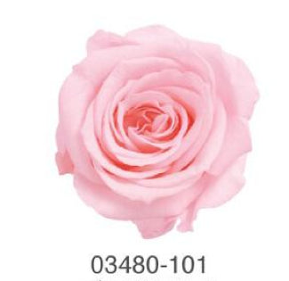 EarthMatters 0348-0-101玫瑰永生花花材