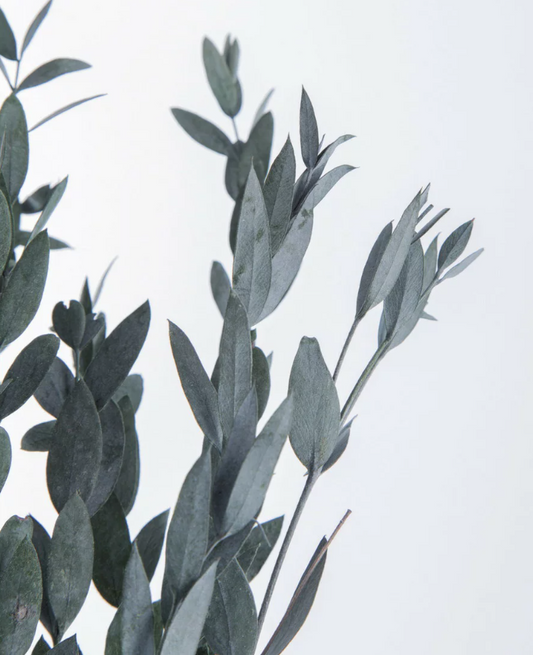 EarthMatters 01790-012小尖葉尤嘉利永生葉材