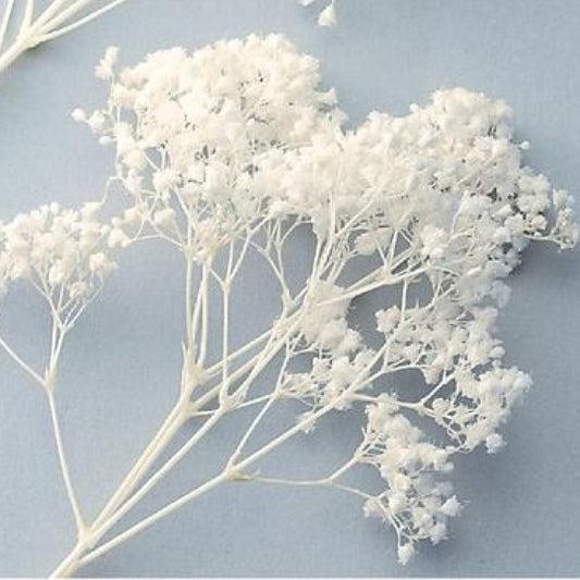 EarthMatters 0003-0-011滿天星永生花花材