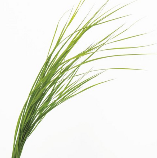 EarthMatters 01570-731