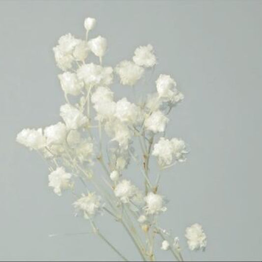 EarthMatters 0004-0-011滿天星永生花花材