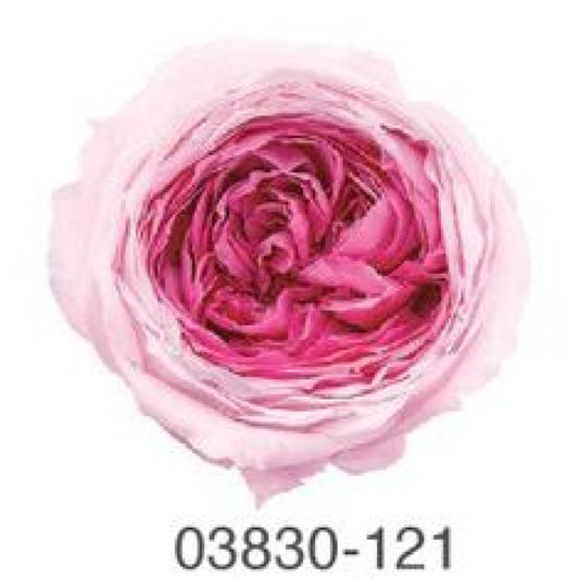 EarthMatters 0383-0-121庭園玫瑰永生花花材