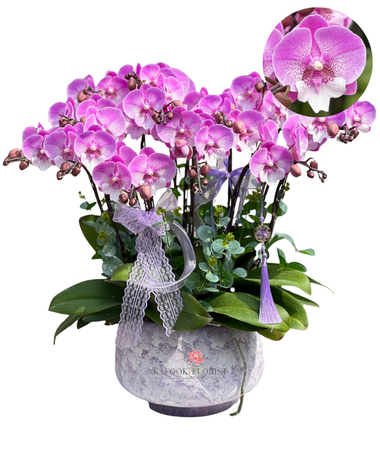 CO 2001 粉紅寶寶-大蝴蝶蘭