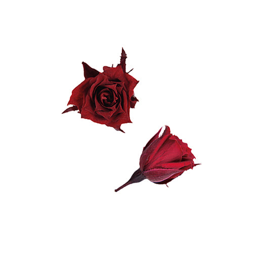 Florever FL060-10小玫瑰永生花花材
