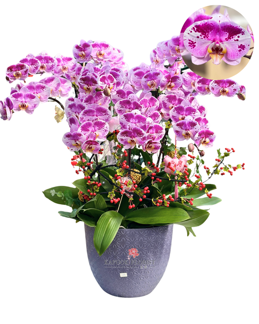 CO 2002 國寶-大蝴蝶蘭