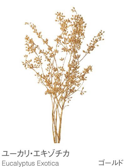 EarthMatters 40170-902染色尤加利籽永生葉材