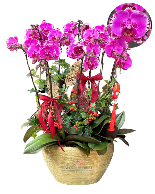 CO 2003 傾城-大蝴蝶蘭