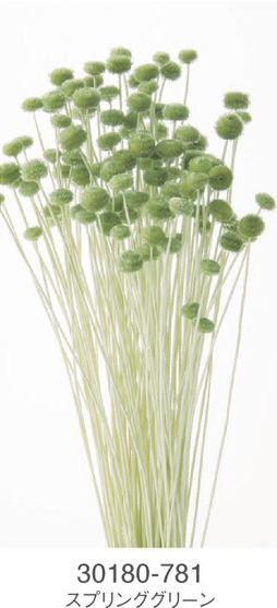 EarthMatters 30180-781迷你鈕扣菊永生花材