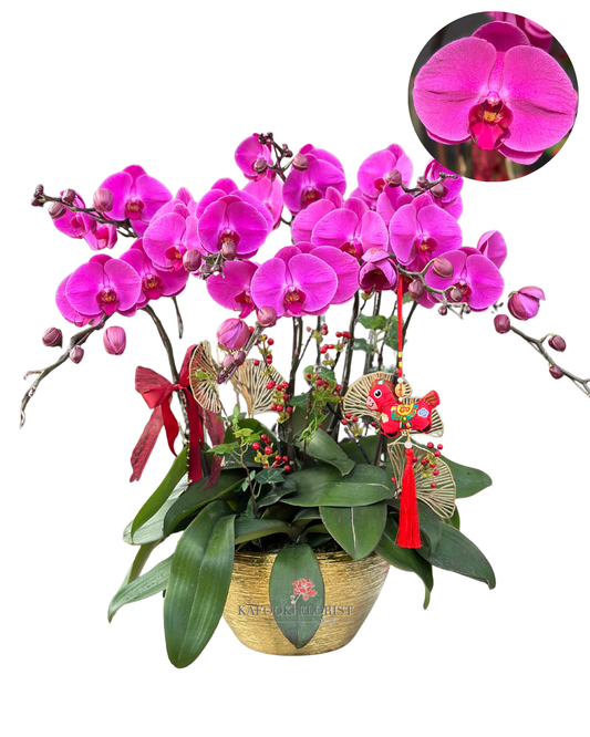 CO 2004 幻想圖-大蝴蝶蘭