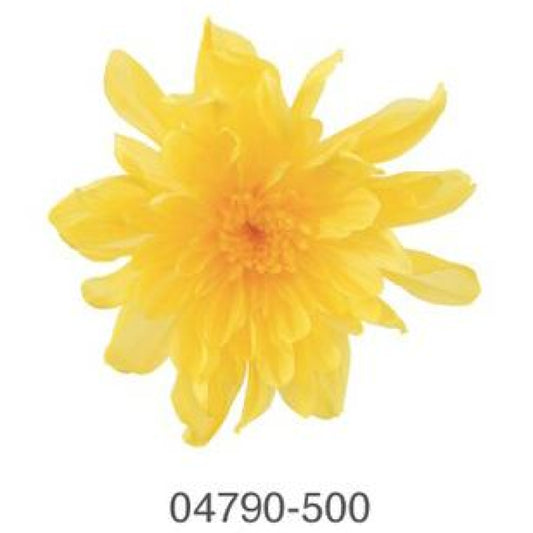 EarthMatters 0479-0-500菊花永生花花材
