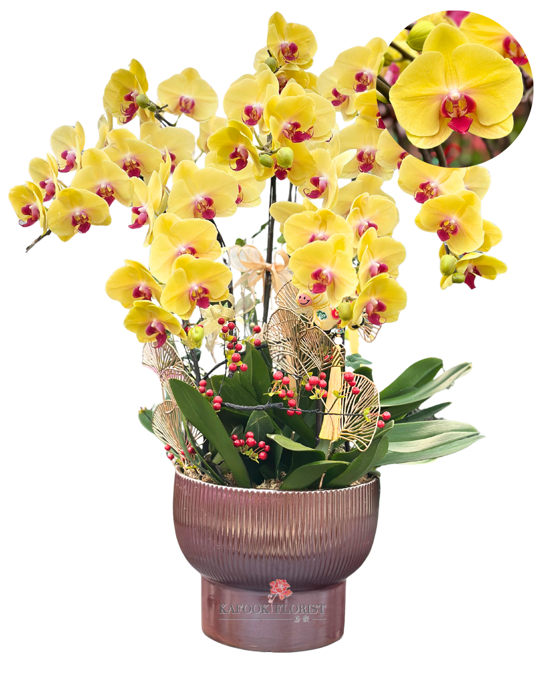 CO 1009 黃金美人-大蝴蝶蘭