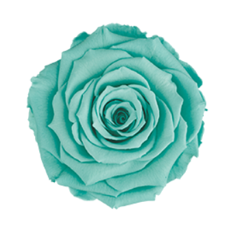 RoseAmor LBLU02玫瑰永生花花材