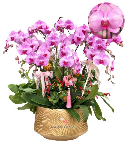 CO 2006 紅冠天-大蝴蝶蘭