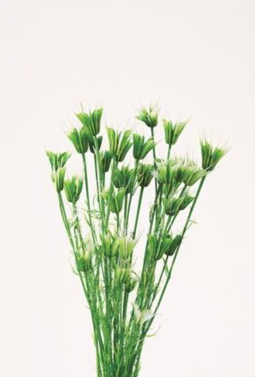 EarthMatters 10380-017 木百合永生花材