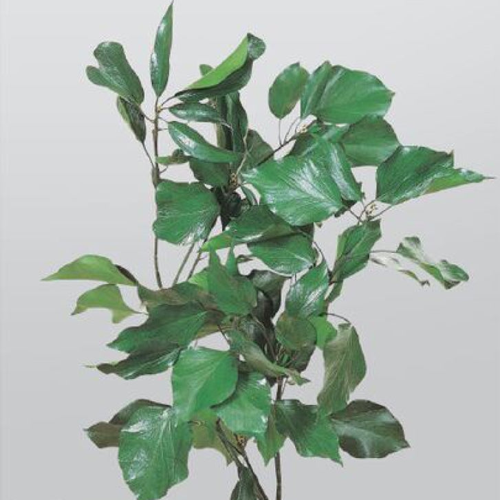 EarthMatters 02300-700長春藤永生葉材