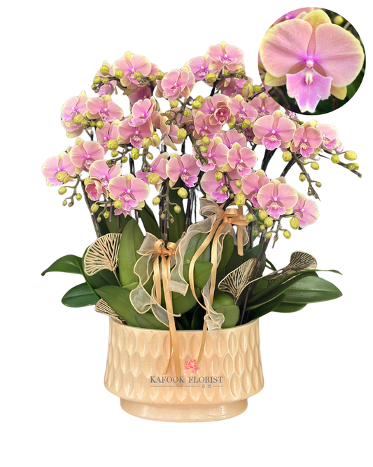 CO 2008 方美傳奇-中蝴蝶蘭