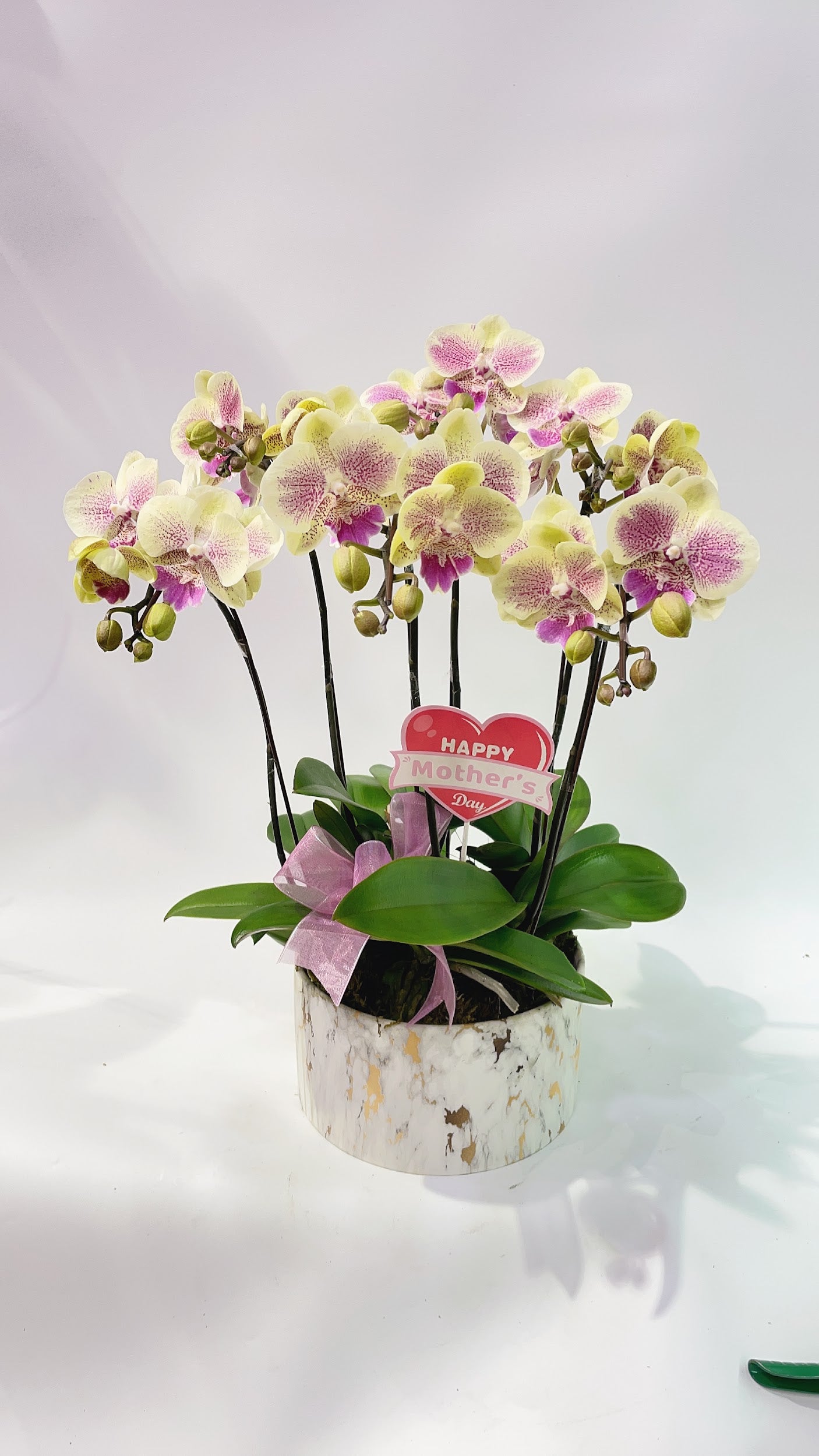 CO 1024 大蝴蝶蘭