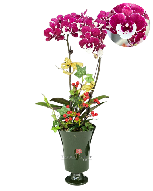 CO 2009 壽星公-小蝴蝶蘭