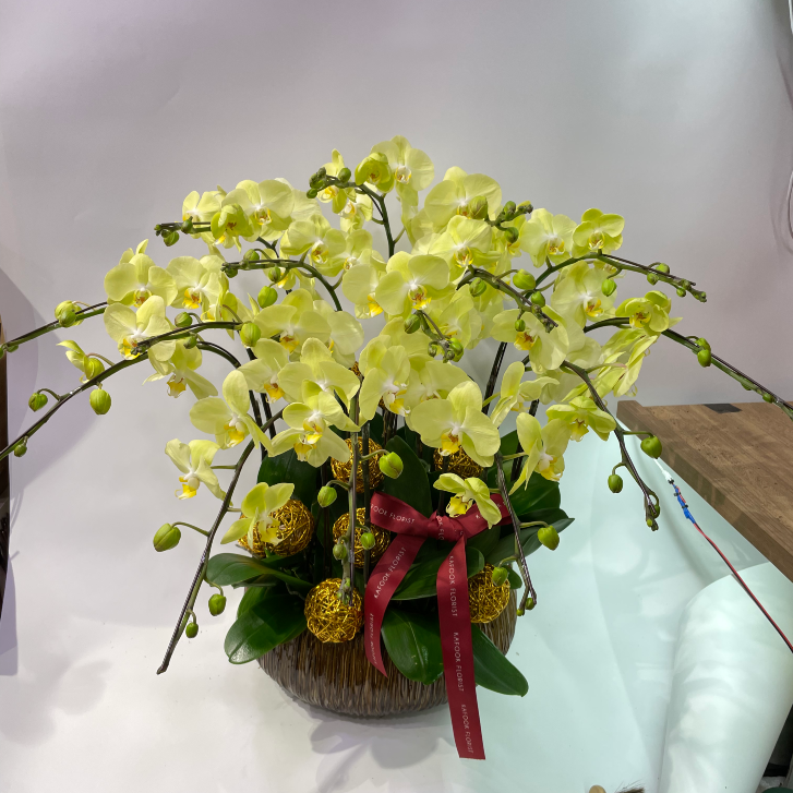 CO 1020 大蝴蝶蘭