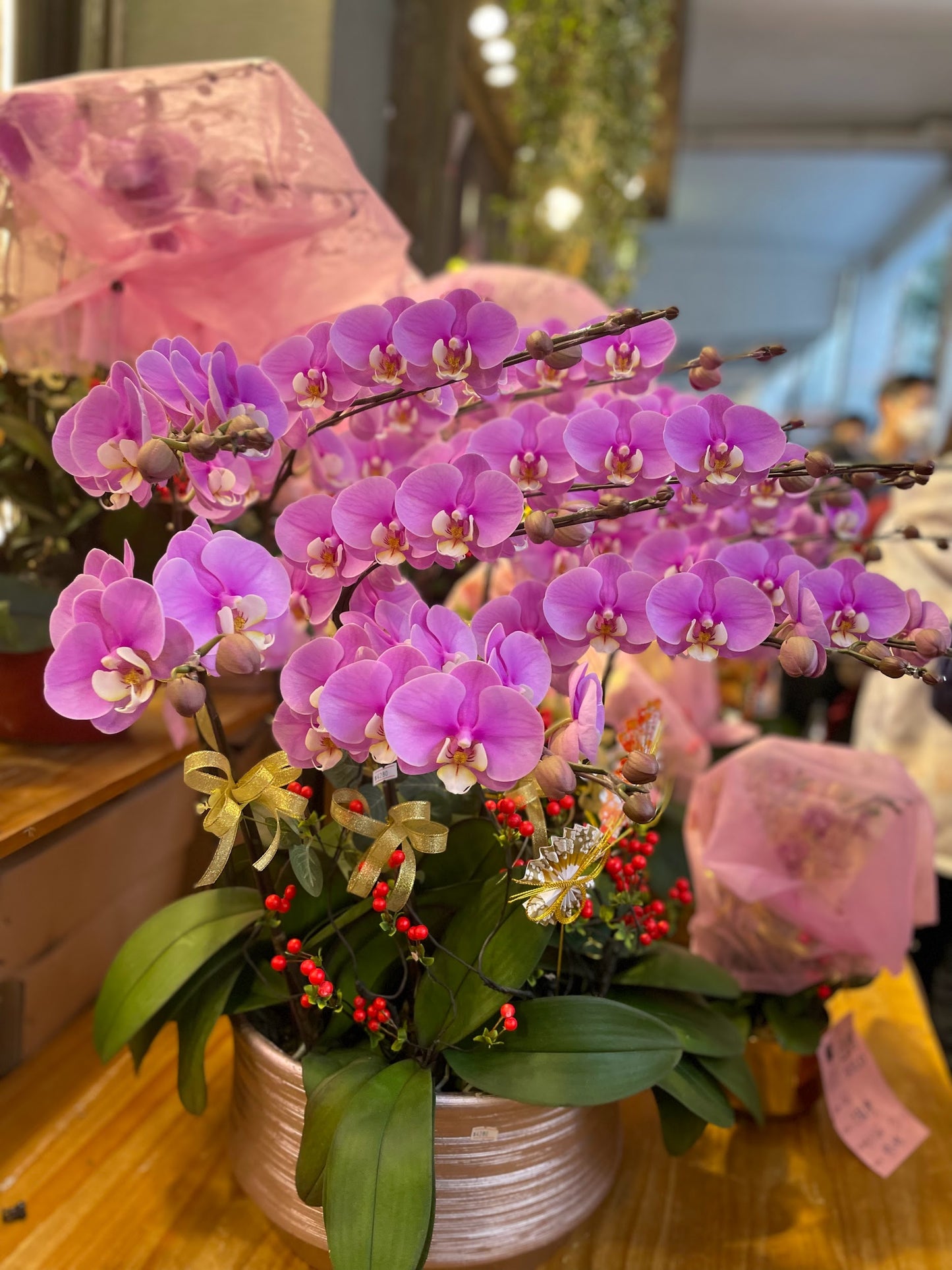 CO 1028 大蝴蝶蘭