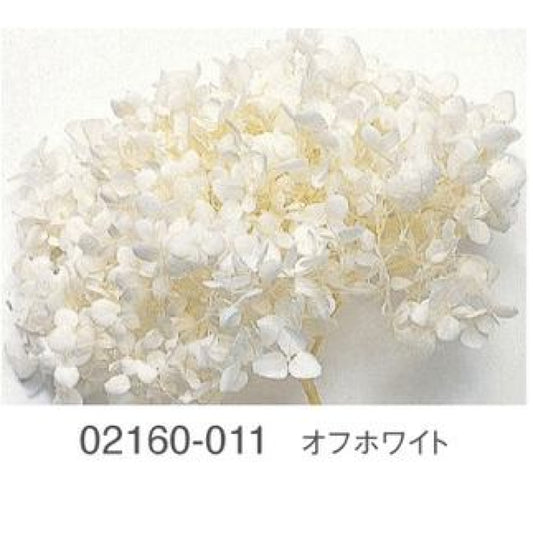 EarthMatters 0216-0-011繡球花永生花花材