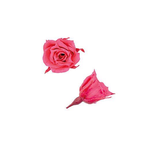 Florever FL060-08小玫瑰永生花花材