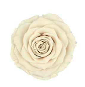 RoseAmor XLWHI-04玫瑰永生花花材
