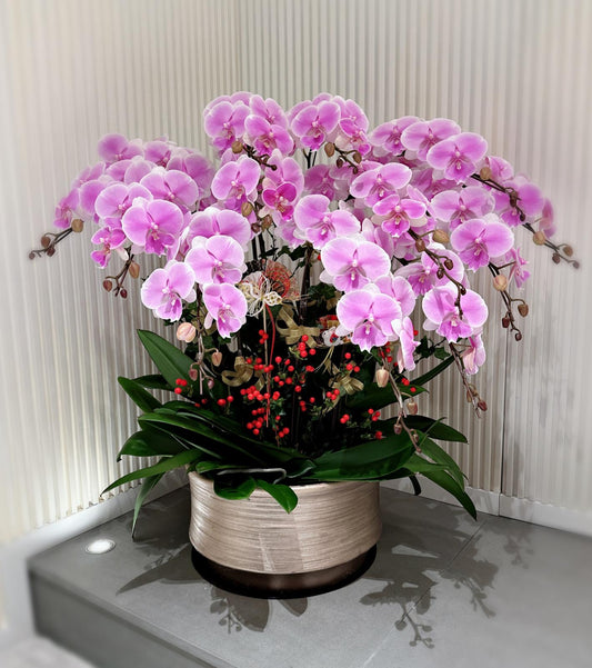 CO 1003 大蝴蝶蘭