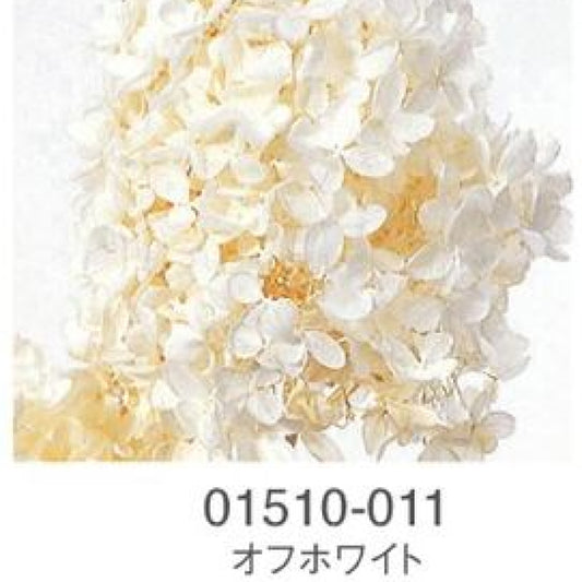 EarthMatters 01510011繡球花永生花花材