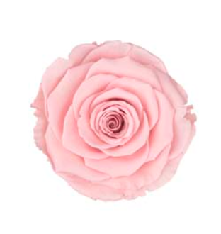 RoseAmor XLPIN-04玫瑰永生花花材