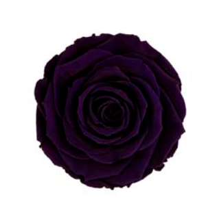 RoseAmor XLPUR-01玫瑰永生花花材